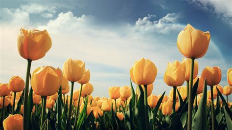 Yellow Tulips Wallpapers Hd Wallpapers Id 11249