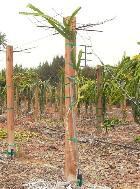 I don't think that's how cacti work. Dragon Fruit Support structure, arbor, trellis, pitahaya ...