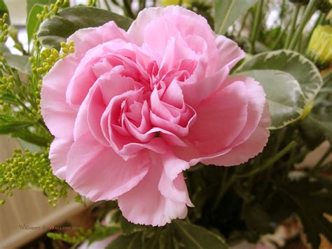 Pink Carnation - Pink (Color) Photo (34691891) - Fanpop