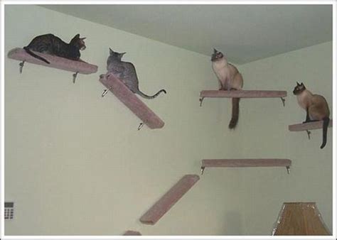 122 results for cat wall stairs. Cool wall stairs for cats (36 pics) - Izismile.com