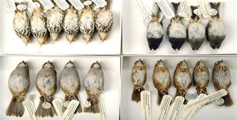 Bird Mortality Biogrounds