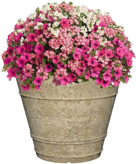Buy cactus succulent plant online. Classic Home and Garden Planter LavaStone 22" | Resin ...