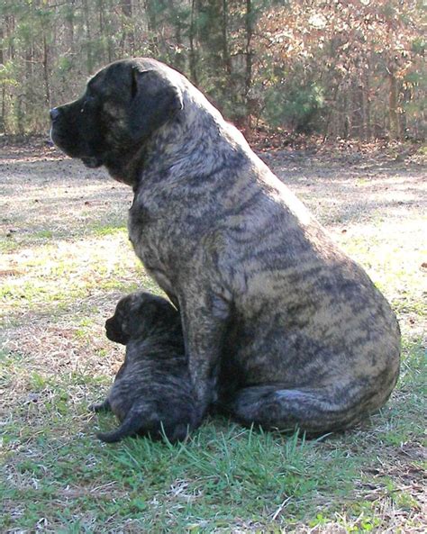 Healthiest Happiest Most Well Socialized Old English Mastiff Puppies