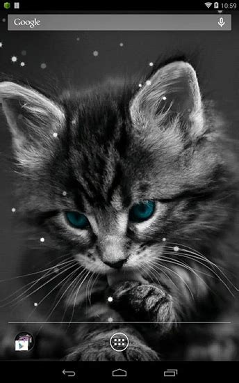 But did you check ebay? Cat für Android kostenlos herunterladen. Live Wallpaper ...