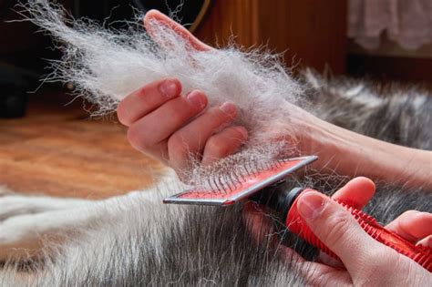 Dog Shedding Why Our Dogs Shed And How To Manage It