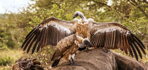 Royal Geographical Society Hong Kong Rgs Hk Vultures On The Brink Proactive Vulture