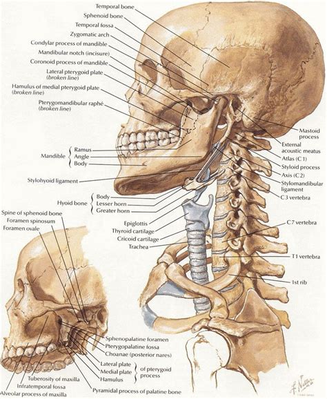 Netter 009 Head Neck Bones Human Anatomy Drawing Neck