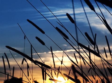 A Gentle Wind Blows The Reeds At Sunset Say No To Weapons Flickr