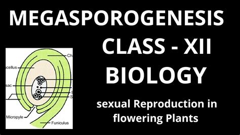 Megasporogenesis Class Xii Biology Neet Cbse Chapter 2