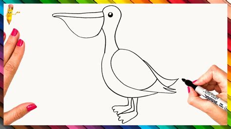 How To Draw A Pelican Step By Step Pelican Drawing Easy