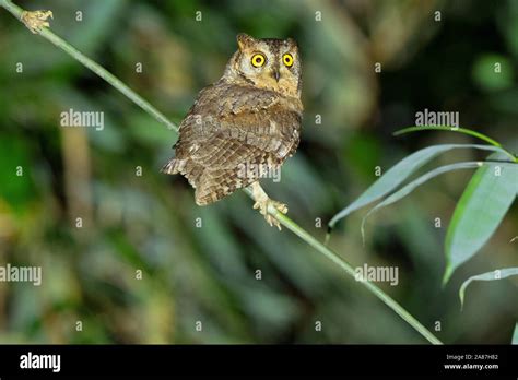 Oriental Scops Owl Otus Sunia Maguri Beel Assam India Stock Photo