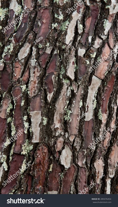 Close Image Surface Texture Pinus Radiata Stock Photo 285076454