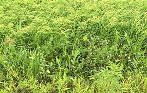 Последние твиты от ケイン・ヤリスギ「♂」 (@kein_yarisugi). 美手連 事業実績 在来生態系の保全復元活動 ナガエツルノ ...