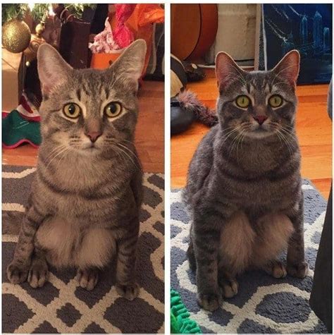 Literally Just Photos Of Cat Sitting Like Humans This Way Come