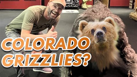 Are There Grizzly Bears In Colorado Youtube