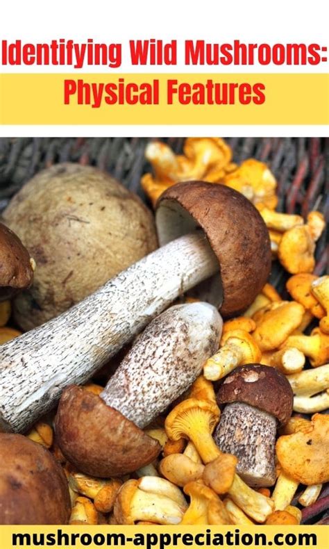 Identifying Wild Mushrooms Caps And Stipes Mushroom Appreciation