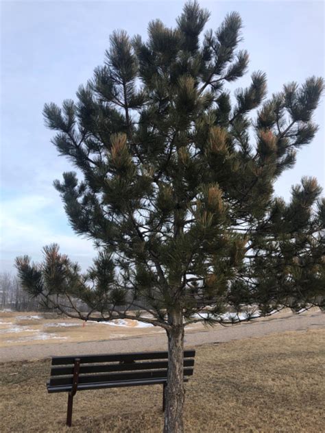 Growing Edible Pine Nut Trees Northern Homestead