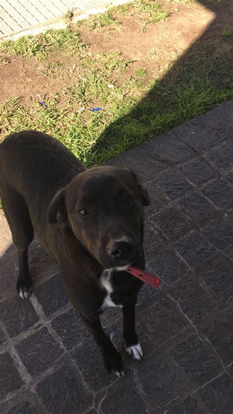 Amor De Perro 🐶 On Twitter No Es Caso De Amor De Perro Si Saben De Alguien Que Quiera Adoptar