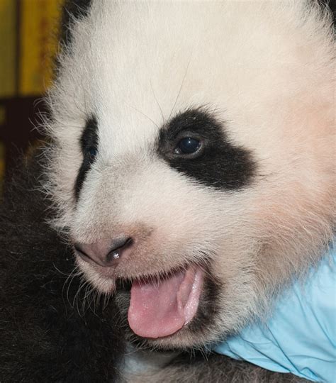 Smithsonian Names Its New Panda Cub Bao Bao Wbur News