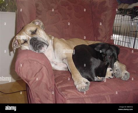Boxer And Dachshund Asleep In A Chair Stock Photo Alamy