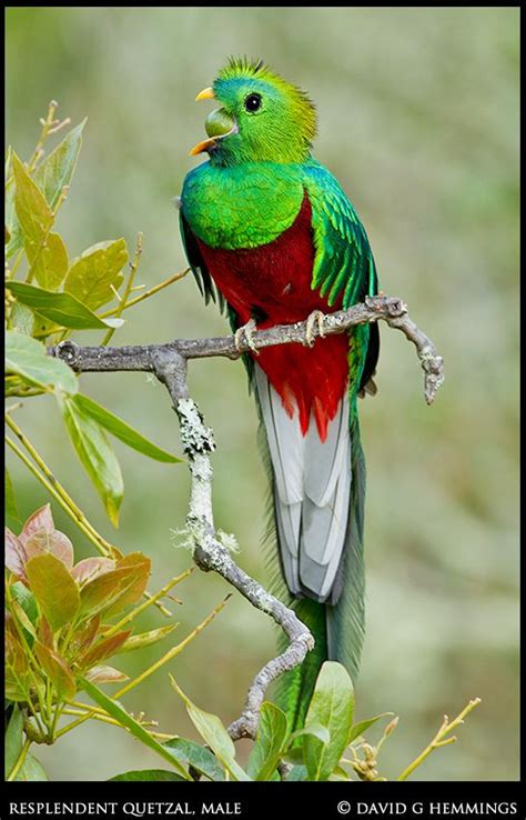 Resplendent Quetzal Costa Rica Natures Photo Adventures Pet Birds