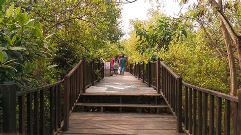 Jalan Jalan Sambil Belajar Di Hutan Mangrove Wonorejo