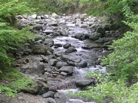 Mountain Streams in Japan 1: Fundamental | Tokyo Fly Fishing & Country Club