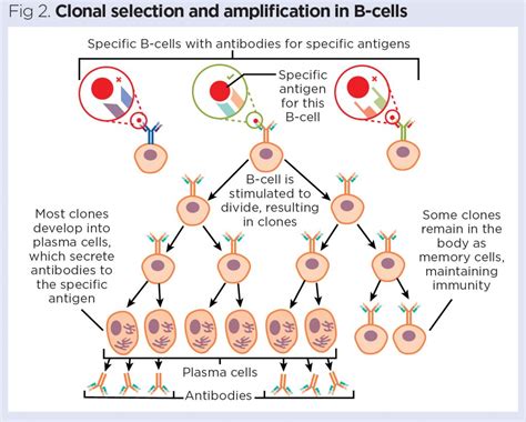 The Lymphatic System 5 Vaccinations And Immunological Memory Nursing Times