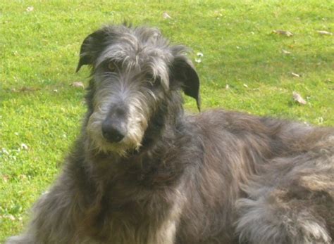 Deerhound puppies will take you on a wild ride before they reach a gentle and laidback. Scottish Deerhound Puppies Breeders Deerhounds