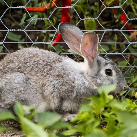 Gardenzone0346 Posted To Instagram Rabbit Guard Or Rabbit Fencing