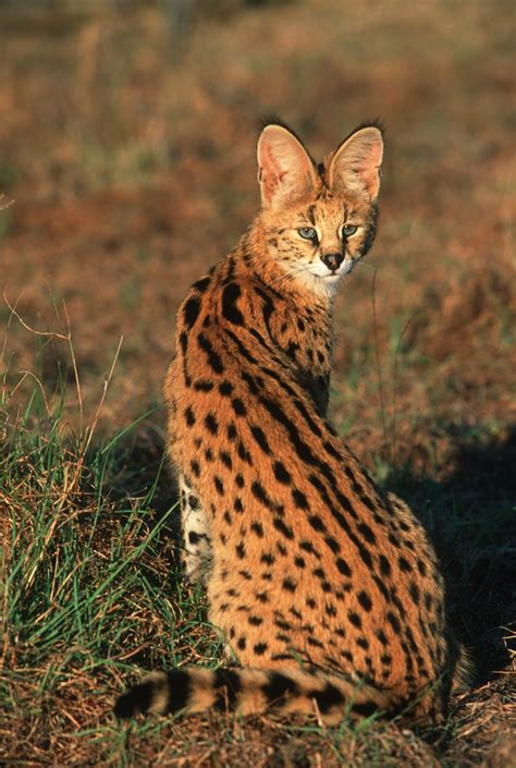 Due to its extremely hidden the african wildcat (felis silvestris lybica), is a subspecies of the wildcat (f. Through Golden Eyes: Ten Amazing Small Wild Cats