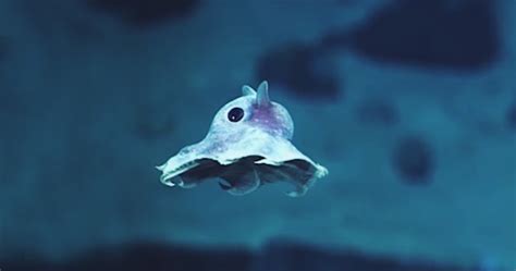 Strange Never Before Seen Sea Creatures Discovered 20000