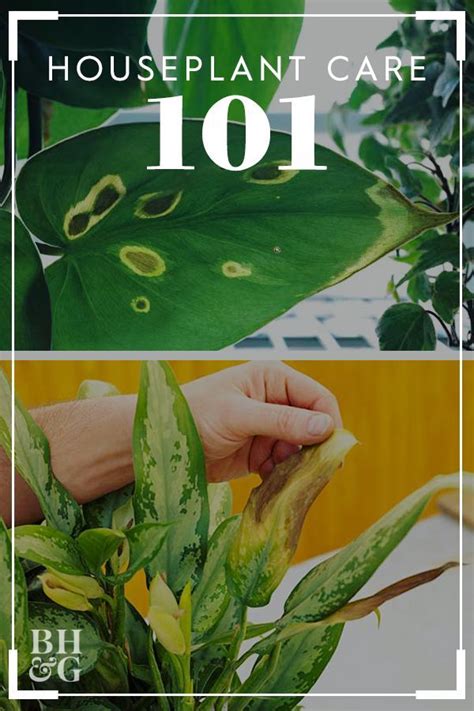 9 Essential Tips For Keeping Your Houseplants Healthy Artofit