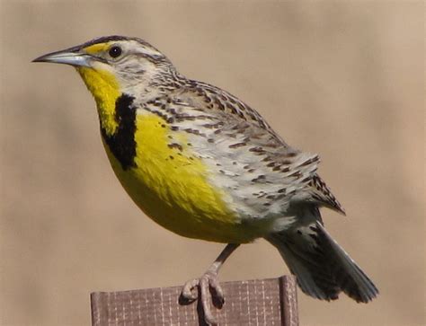 Birders Without Borders Western Meadowlark