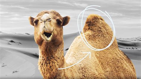 Do Camels Store Water In Their Humps Britannica