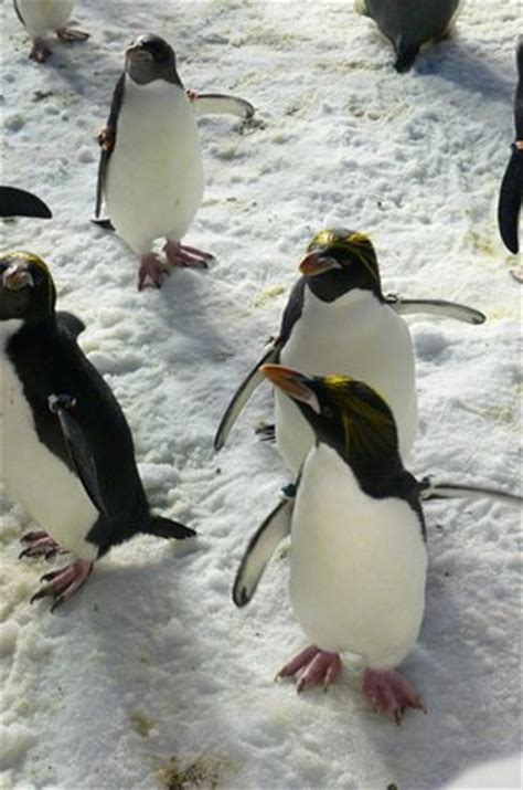 If you asked a group of people where penguins live, you'd inevitably have a few say that pengiuns live in the north pole. seaworld penguin tour - Picture of SeaWorld San Diego, San ...