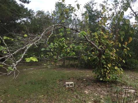 Pruning Mulberry Trees 1 | Mulberry tree, Tree, Tree pruning