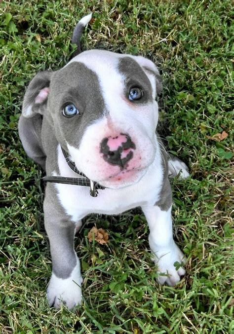 Blue Fawn Pitbull Puppies Pitbulls🐶 Pets Amino My Beautiful Blue