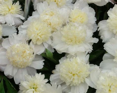Many peony flowers are fragrant. Charlie's White - Parkland Peonies