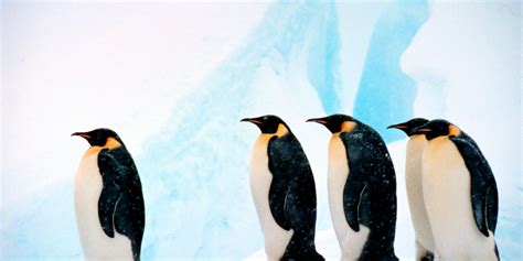 10 Things About Penguins That You May Not Know