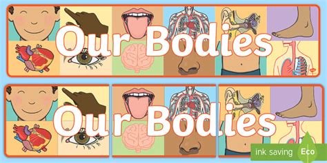 Body Banner Science Twinkl Learning Resources Twinkl