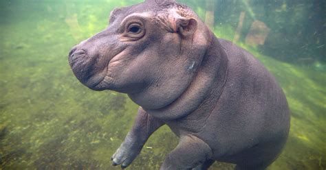 Baby Hippo Fiona To Be Subject Of Childrens Book