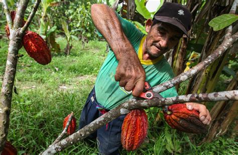 Chilango Explora La Ruta Del Cacao En Hacienda Cacaotera La Luz