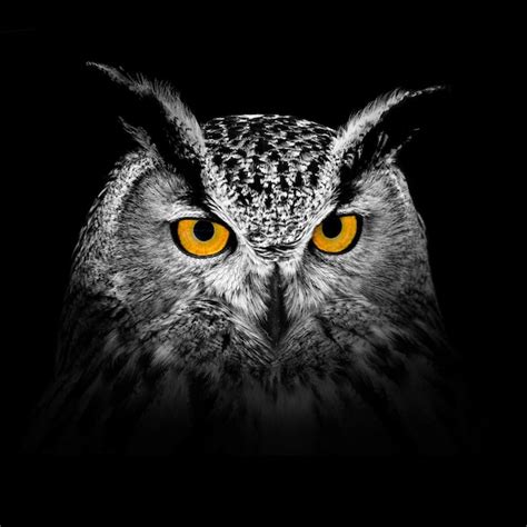 Premium Photo Owl Looking Big Yellow Eyes On The Black Background