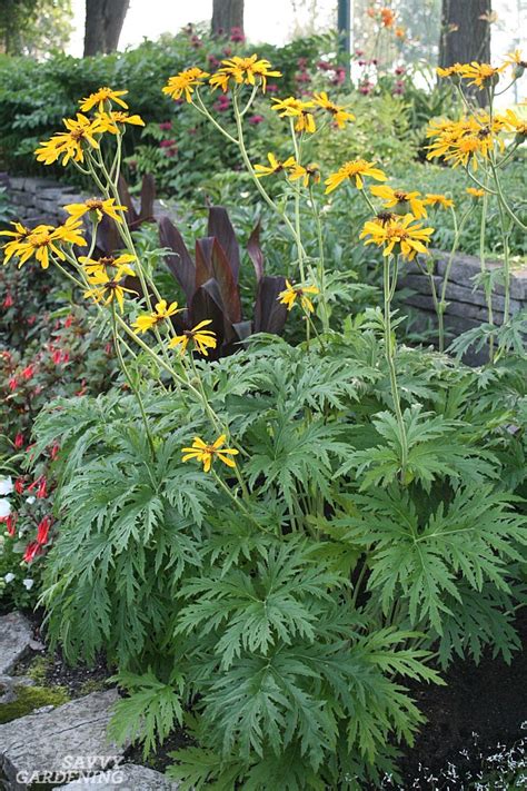 Shop perennial flower seeds and plants from the most trusted name in home gardening. Shade-Loving Perennial Flowers: 15 Beautiful Choices for ...