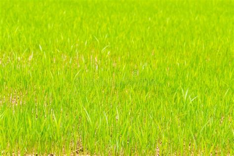 Green Rice Field Stock Image Image Of Colorful Paddy 74750107