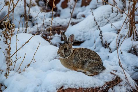 Rabbit In The Snow Photograph By Michael Putthoff