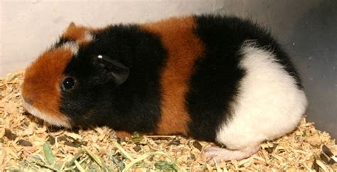 Adopt a pet | Online search tools