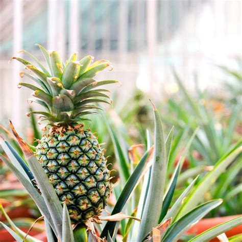 Sugarloaf Pineapple Plants For Sale