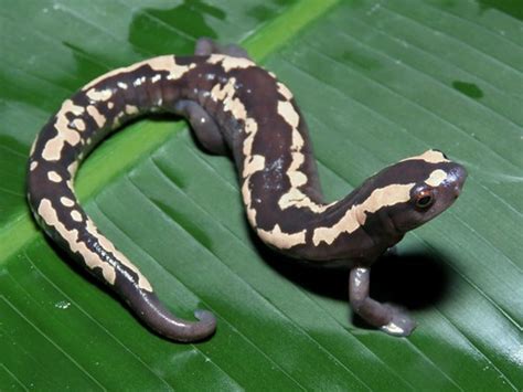 Salvins Mushroomtongue Salamander Bolitoglossa Salvinii Flickr